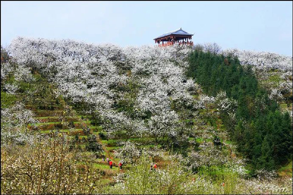 【春天，广西桂林灌阳县向您发出邀请！】我们在灌阳看梨花 - 游山玩水 - 丹东生活社区 - 丹东28生活网 dandong.28life.net