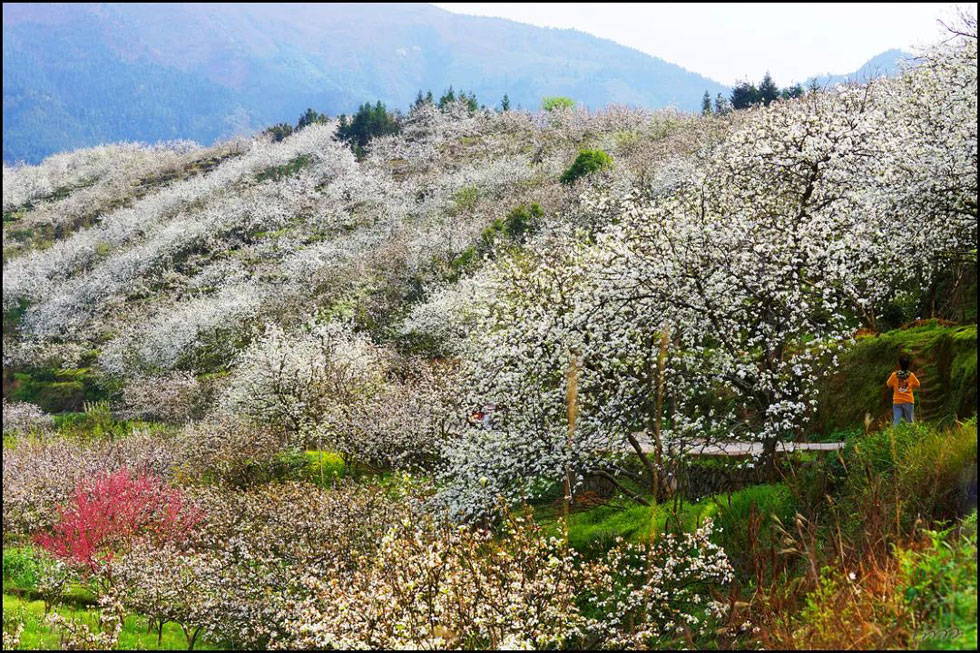 【春天，广西桂林灌阳县向您发出邀请！】我们在灌阳看梨花 - 游山玩水 - 丹东生活社区 - 丹东28生活网 dandong.28life.net