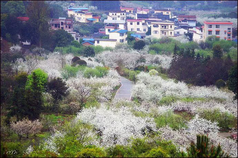 【春天，广西桂林灌阳县向您发出邀请！】我们在灌阳看梨花 - 游山玩水 - 丹东生活社区 - 丹东28生活网 dandong.28life.net