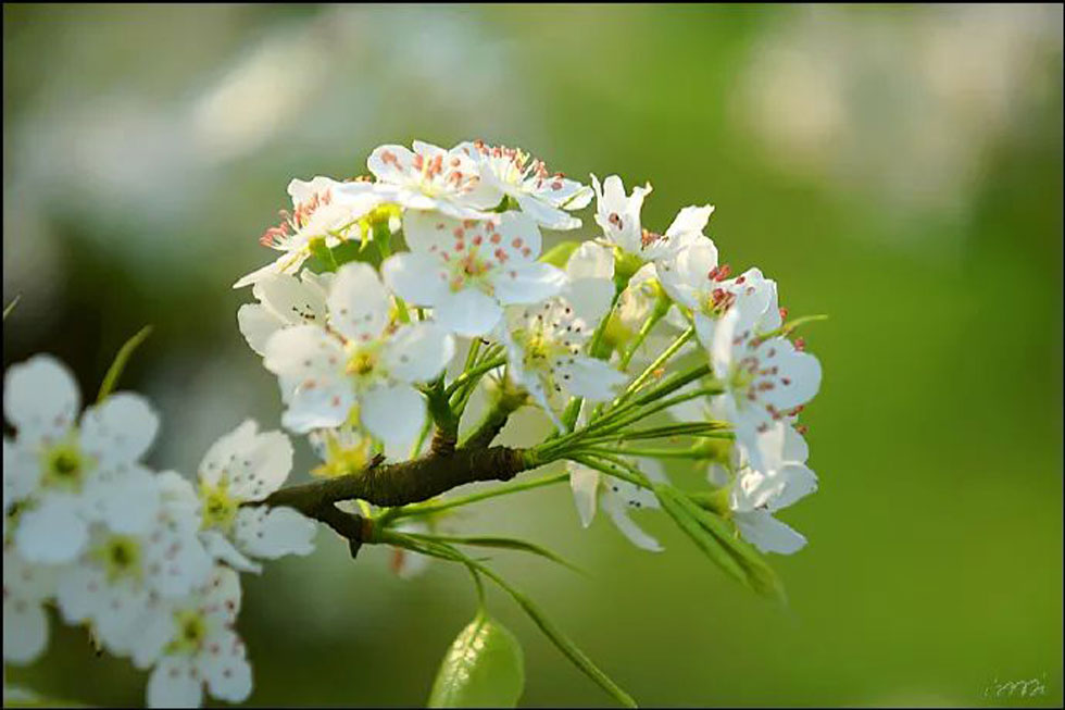 【春天，广西桂林灌阳县向您发出邀请！】我们在灌阳看梨花 - 游山玩水 - 丹东生活社区 - 丹东28生活网 dandong.28life.net