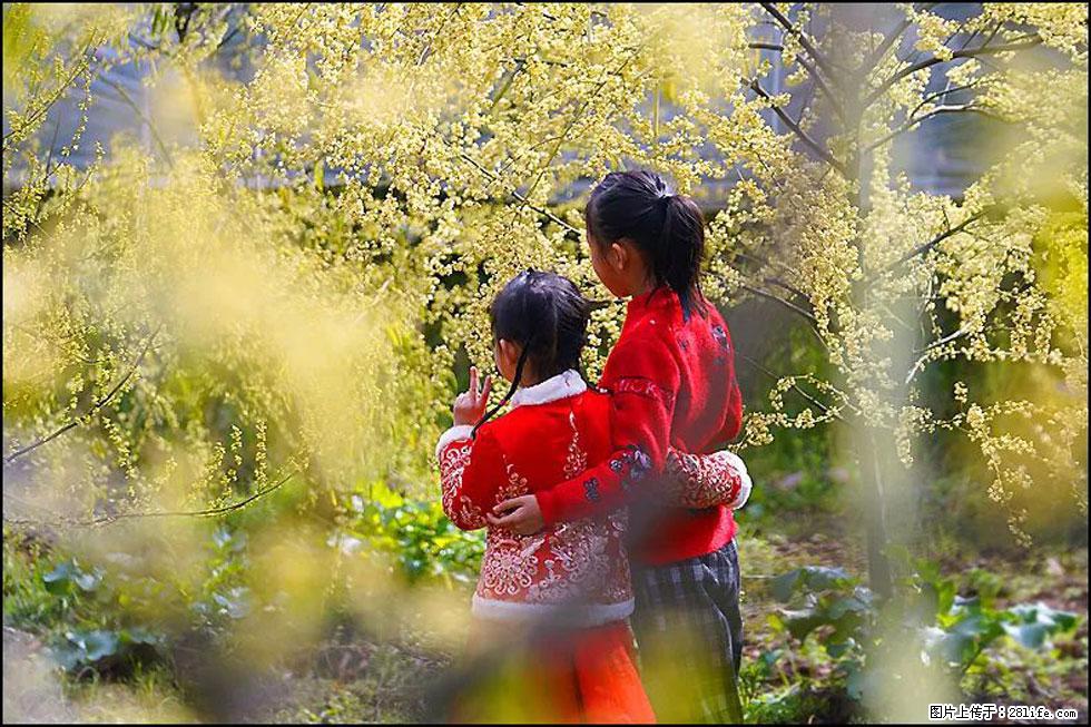 【春天,广西桂林灌阳县向您发出邀请!】米珠山前有片山苍子花在飘香 - 游山玩水 - 丹东生活社区 - 丹东28生活网 dandong.28life.net