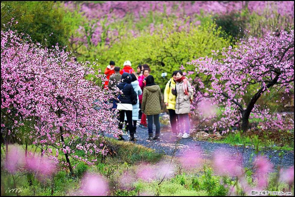 【春天，广西桂林灌阳县向您发出邀请！】官庄村有个醉美的桃花园 - 游山玩水 - 丹东生活社区 - 丹东28生活网 dandong.28life.net