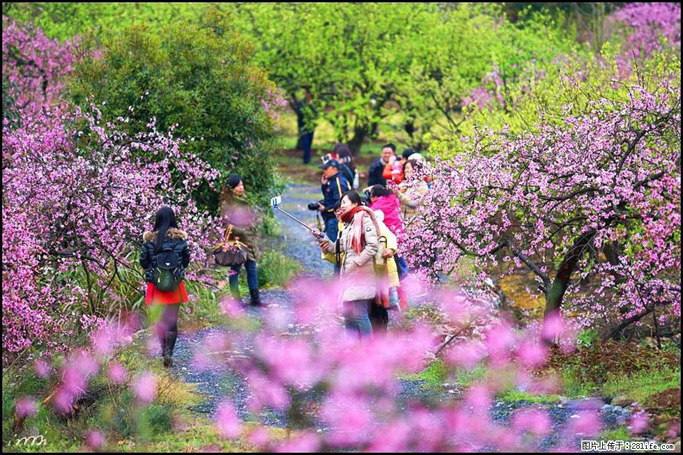 【春天，广西桂林灌阳县向您发出邀请！】官庄村有个醉美的桃花园 - 游山玩水 - 丹东生活社区 - 丹东28生活网 dandong.28life.net