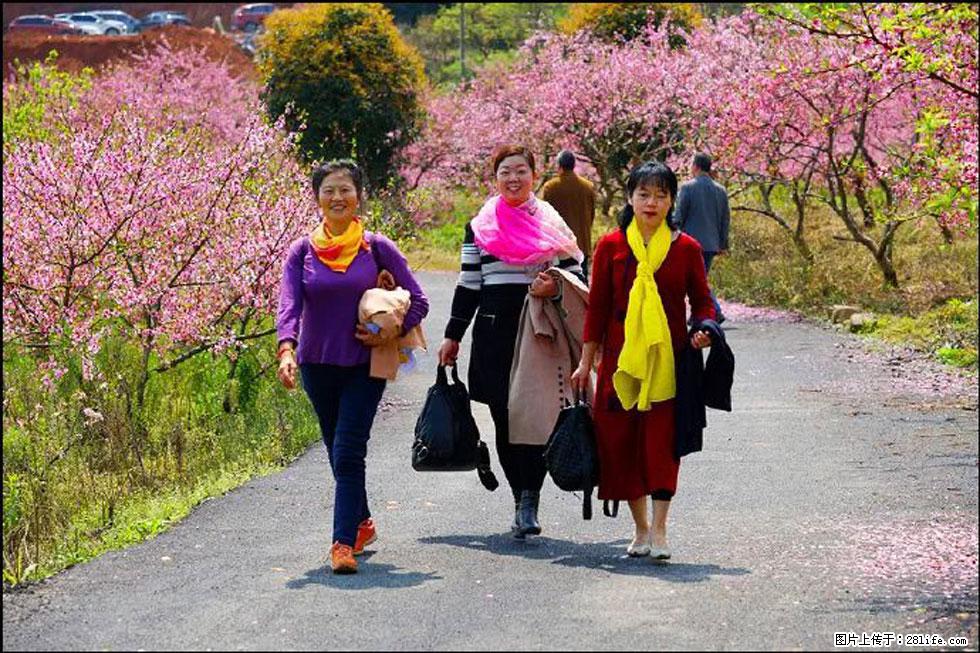【春天，广西桂林灌阳县向您发出邀请！】官庄村有个醉美的桃花园 - 游山玩水 - 丹东生活社区 - 丹东28生活网 dandong.28life.net