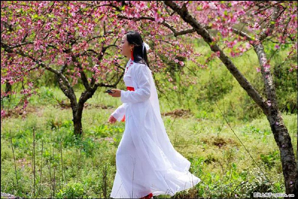 【春天，广西桂林灌阳县向您发出邀请！】官庄村有个醉美的桃花园 - 游山玩水 - 丹东生活社区 - 丹东28生活网 dandong.28life.net