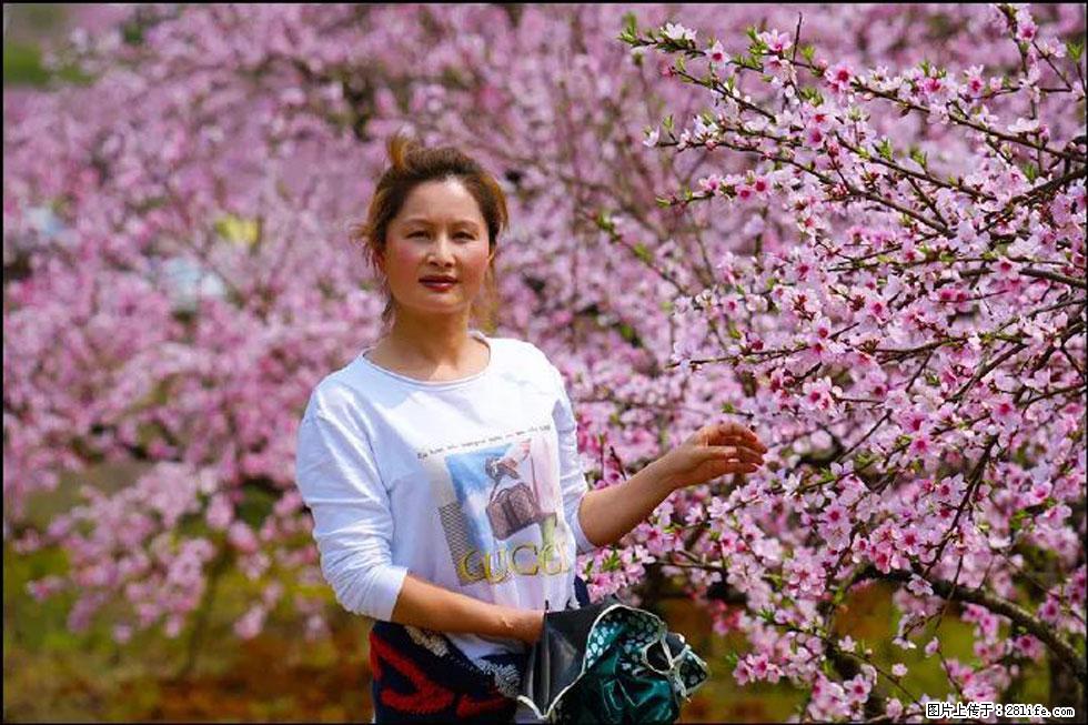 【春天，广西桂林灌阳县向您发出邀请！】官庄村有个醉美的桃花园 - 游山玩水 - 丹东生活社区 - 丹东28生活网 dandong.28life.net
