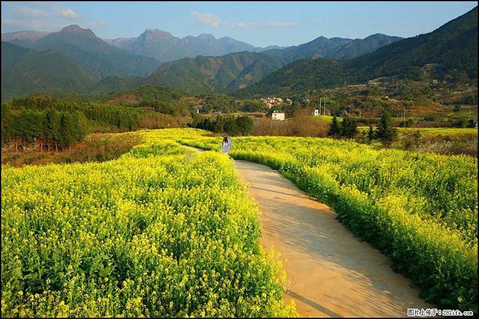 【春天，广西桂林灌阳县向您发出邀请！】长坪村油菜盛情花开 - 游山玩水 - 丹东生活社区 - 丹东28生活网 dandong.28life.net