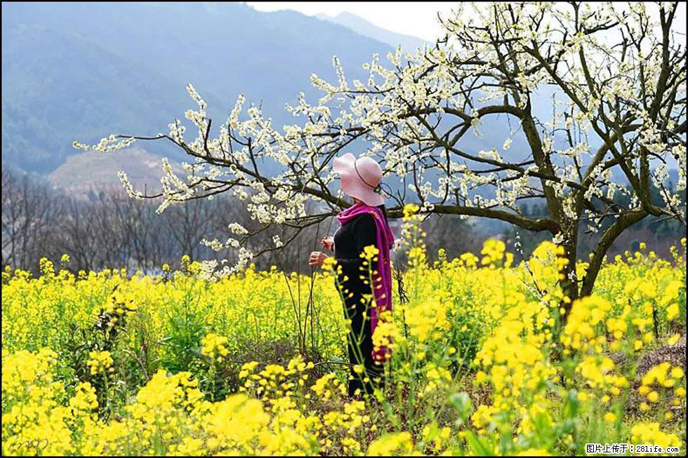 【春天，广西桂林灌阳县向您发出邀请！】长坪村油菜盛情花开 - 游山玩水 - 丹东生活社区 - 丹东28生活网 dandong.28life.net