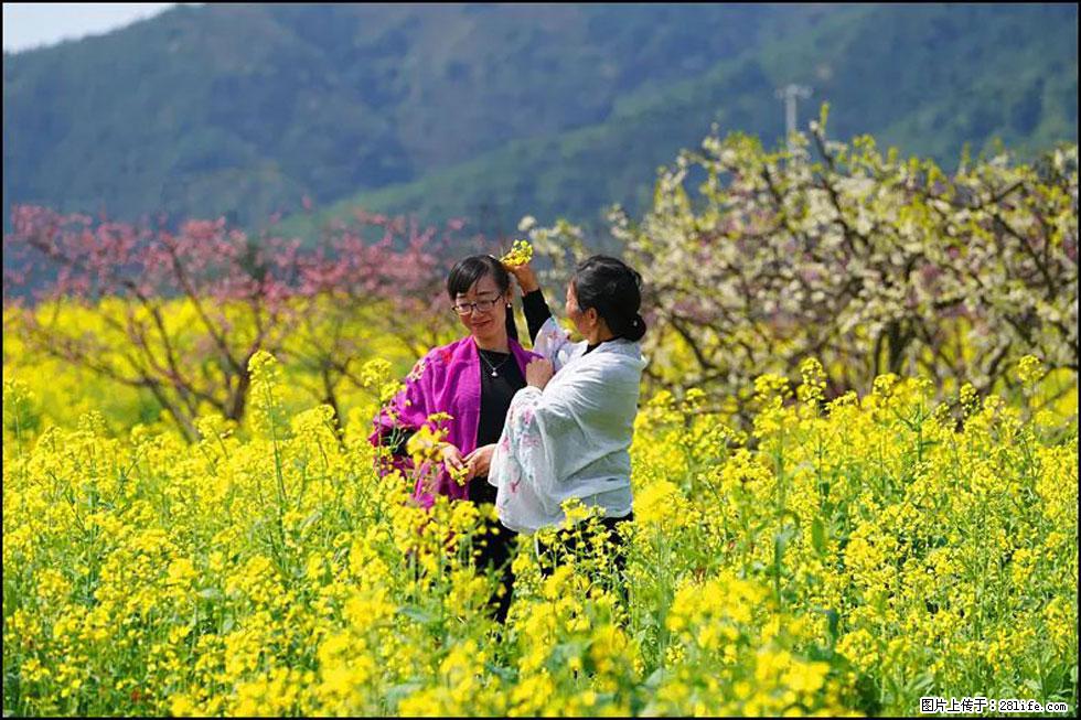 【春天，广西桂林灌阳县向您发出邀请！】长坪村油菜盛情花开 - 游山玩水 - 丹东生活社区 - 丹东28生活网 dandong.28life.net