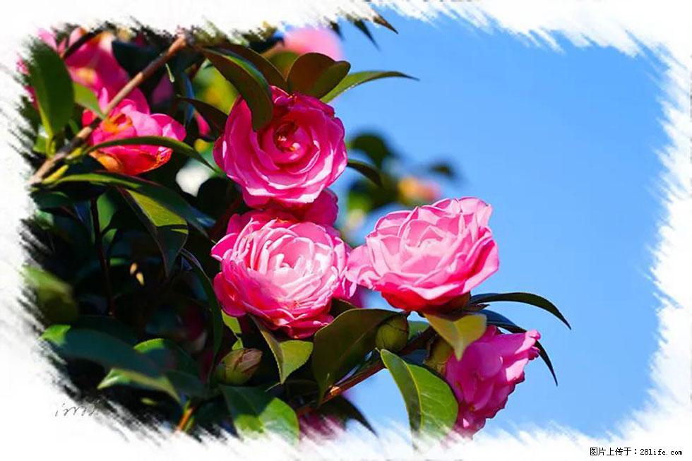 【春天，广西桂林灌阳县向您发出邀请！】杨柳井茶花惹人爱 - 游山玩水 - 丹东生活社区 - 丹东28生活网 dandong.28life.net