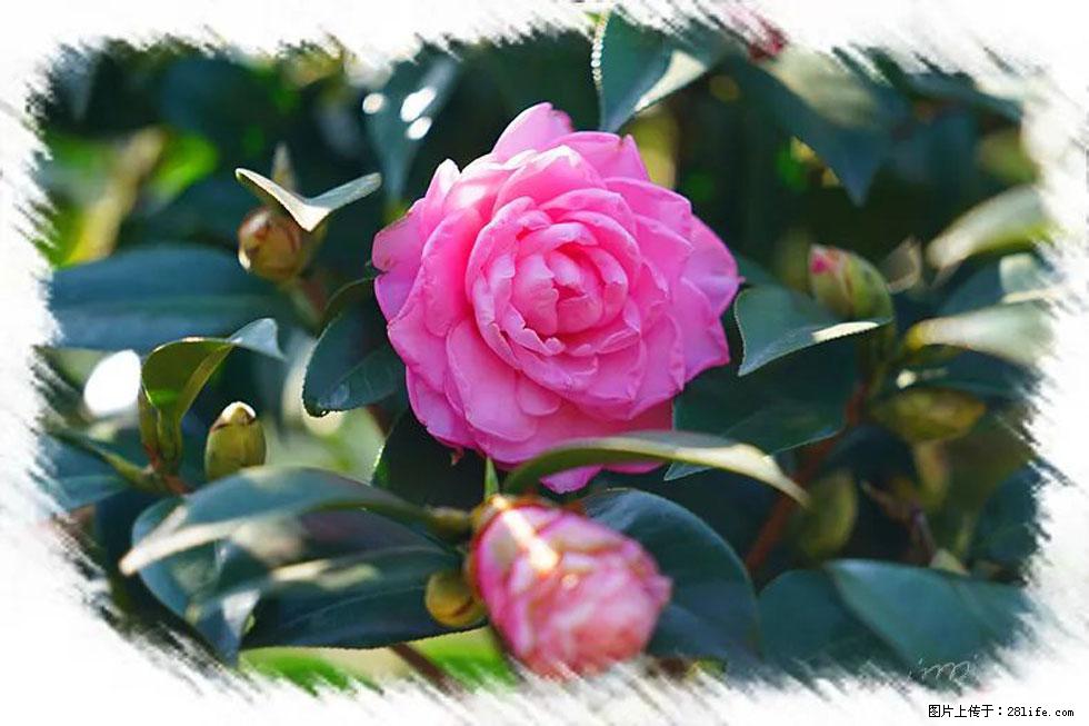【春天，广西桂林灌阳县向您发出邀请！】杨柳井茶花惹人爱 - 游山玩水 - 丹东生活社区 - 丹东28生活网 dandong.28life.net