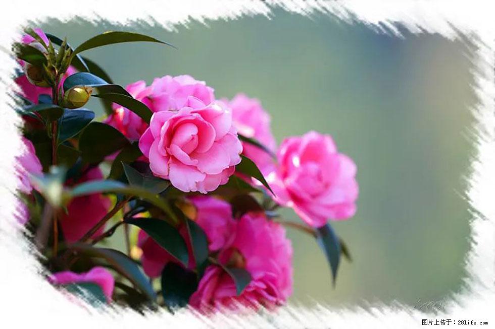 【春天，广西桂林灌阳县向您发出邀请！】杨柳井茶花惹人爱 - 游山玩水 - 丹东生活社区 - 丹东28生活网 dandong.28life.net