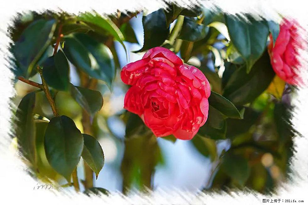 【春天，广西桂林灌阳县向您发出邀请！】杨柳井茶花惹人爱 - 游山玩水 - 丹东生活社区 - 丹东28生活网 dandong.28life.net