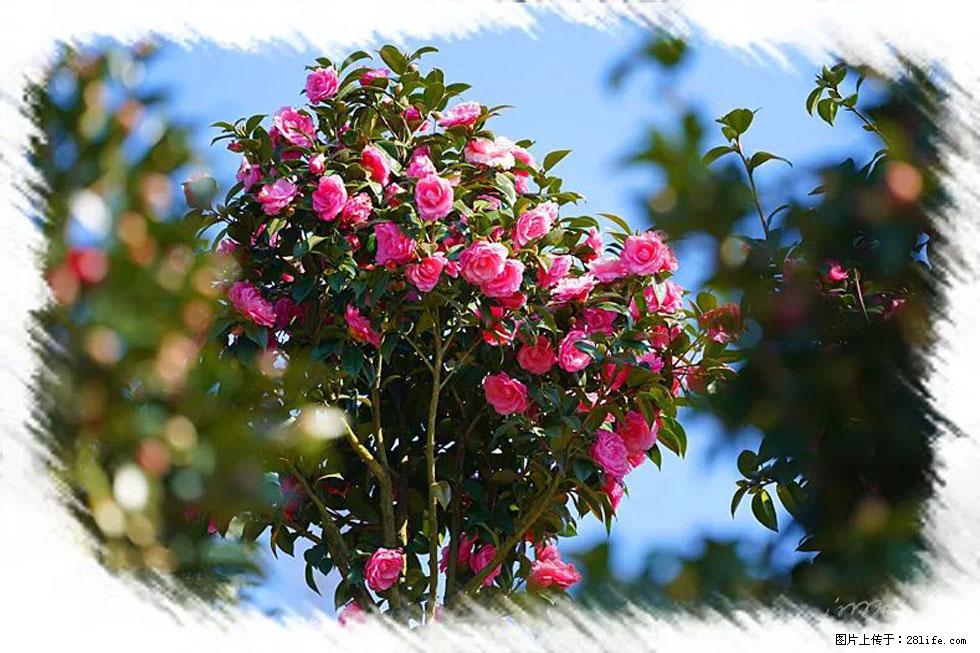 【春天，广西桂林灌阳县向您发出邀请！】杨柳井茶花惹人爱 - 游山玩水 - 丹东生活社区 - 丹东28生活网 dandong.28life.net