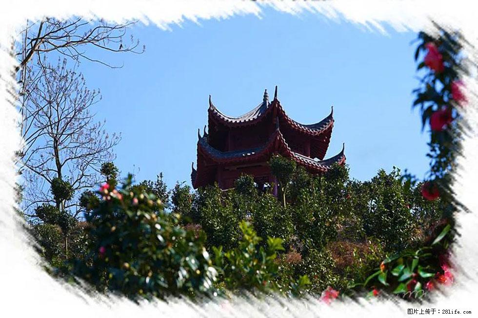 【春天，广西桂林灌阳县向您发出邀请！】杨柳井茶花惹人爱 - 游山玩水 - 丹东生活社区 - 丹东28生活网 dandong.28life.net