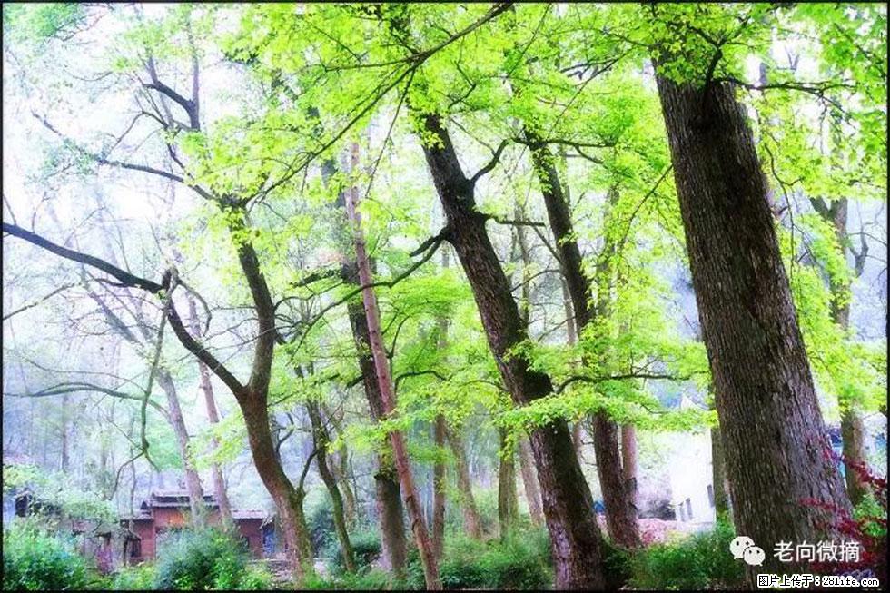 【春天，广西桂林灌阳县向您发出邀请！】在小龙村与春天约会 - 游山玩水 - 丹东生活社区 - 丹东28生活网 dandong.28life.net
