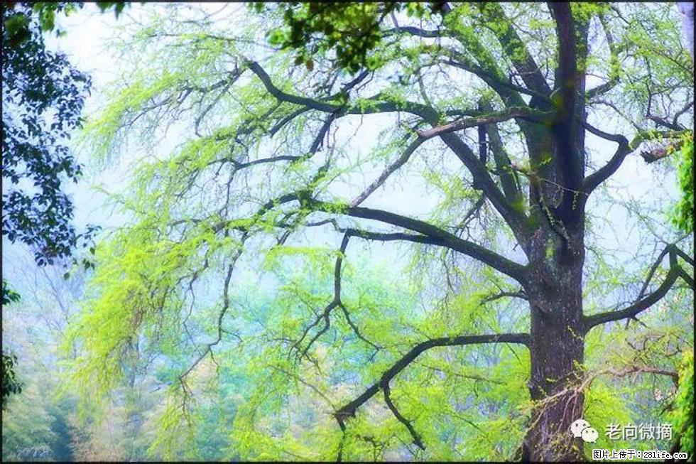 【春天，广西桂林灌阳县向您发出邀请！】在小龙村与春天约会 - 游山玩水 - 丹东生活社区 - 丹东28生活网 dandong.28life.net