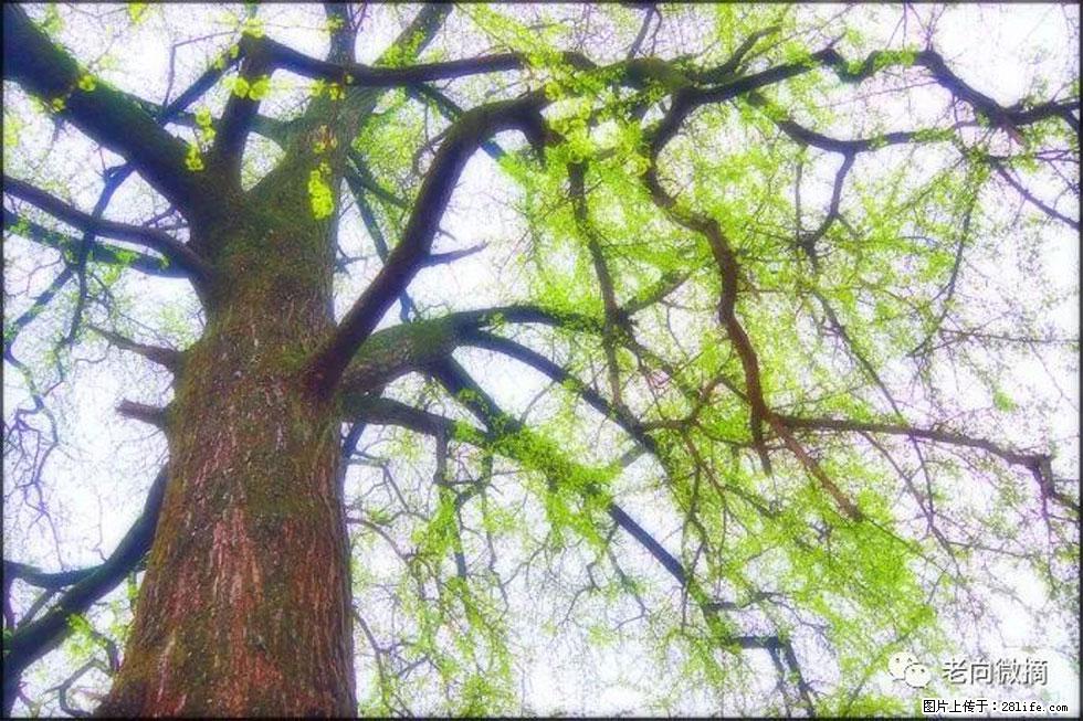 【春天，广西桂林灌阳县向您发出邀请！】在小龙村与春天约会 - 游山玩水 - 丹东生活社区 - 丹东28生活网 dandong.28life.net