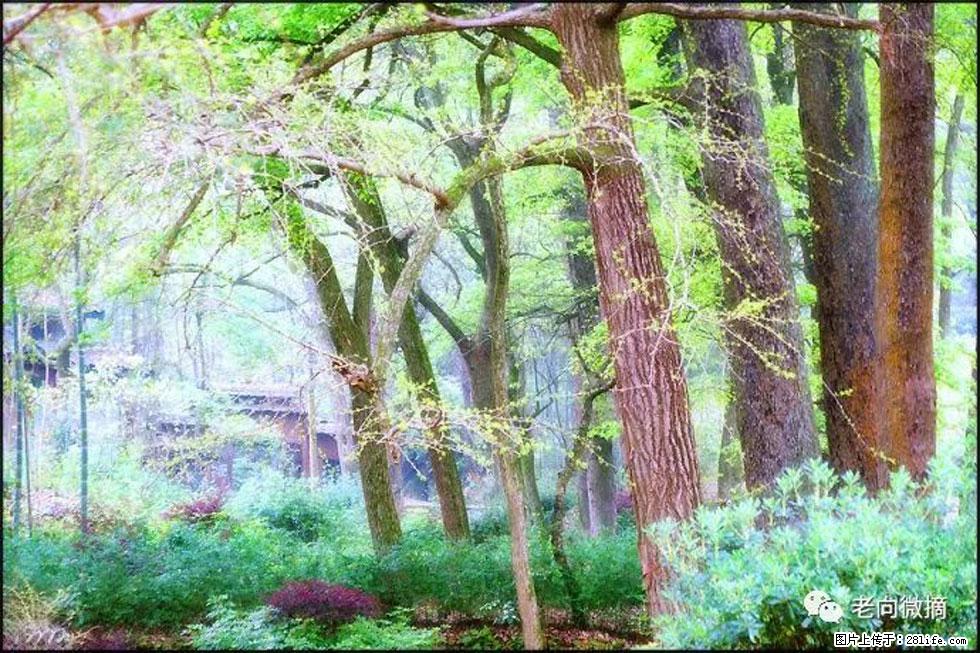 【春天，广西桂林灌阳县向您发出邀请！】在小龙村与春天约会 - 游山玩水 - 丹东生活社区 - 丹东28生活网 dandong.28life.net