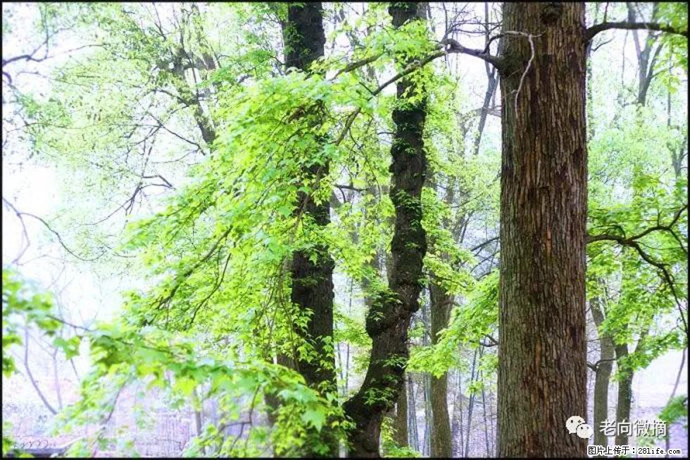 【春天，广西桂林灌阳县向您发出邀请！】在小龙村与春天约会 - 游山玩水 - 丹东生活社区 - 丹东28生活网 dandong.28life.net