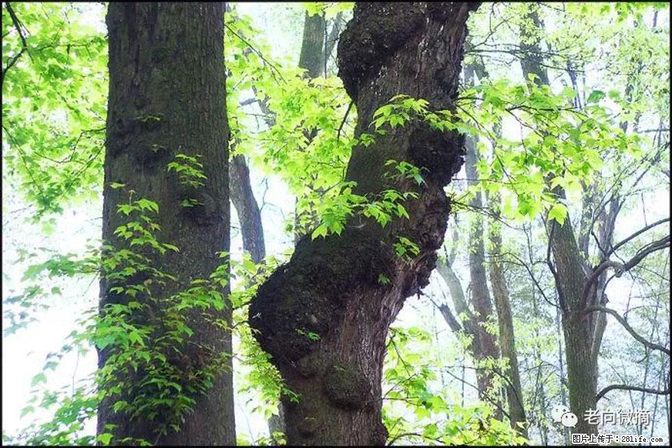 【春天，广西桂林灌阳县向您发出邀请！】在小龙村与春天约会 - 游山玩水 - 丹东生活社区 - 丹东28生活网 dandong.28life.net