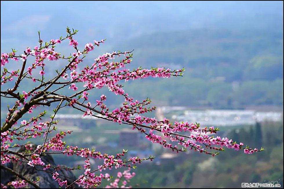 【春天，广西桂林灌阳县向您发出邀请！】望月岭上桃花开 - 游山玩水 - 丹东生活社区 - 丹东28生活网 dandong.28life.net