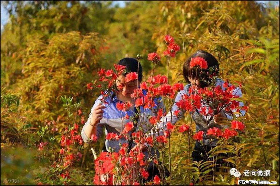 【春天，广西桂林灌阳县向您发出邀请！】登麒麟山，相约映山红 - 游山玩水 - 丹东生活社区 - 丹东28生活网 dandong.28life.net