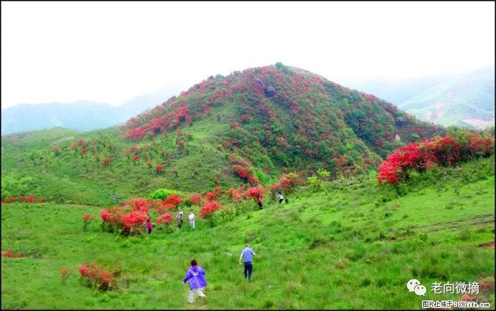 【春天，广西桂林灌阳县向您发出邀请！】宝盖山上映山红 - 游山玩水 - 丹东生活社区 - 丹东28生活网 dandong.28life.net