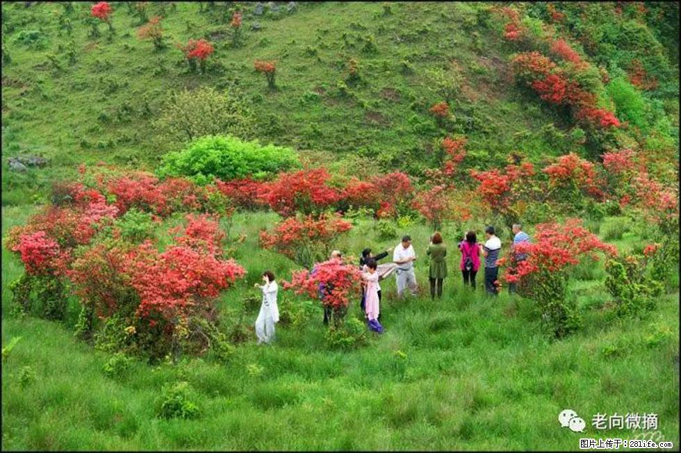 【春天，广西桂林灌阳县向您发出邀请！】宝盖山上映山红 - 游山玩水 - 丹东生活社区 - 丹东28生活网 dandong.28life.net
