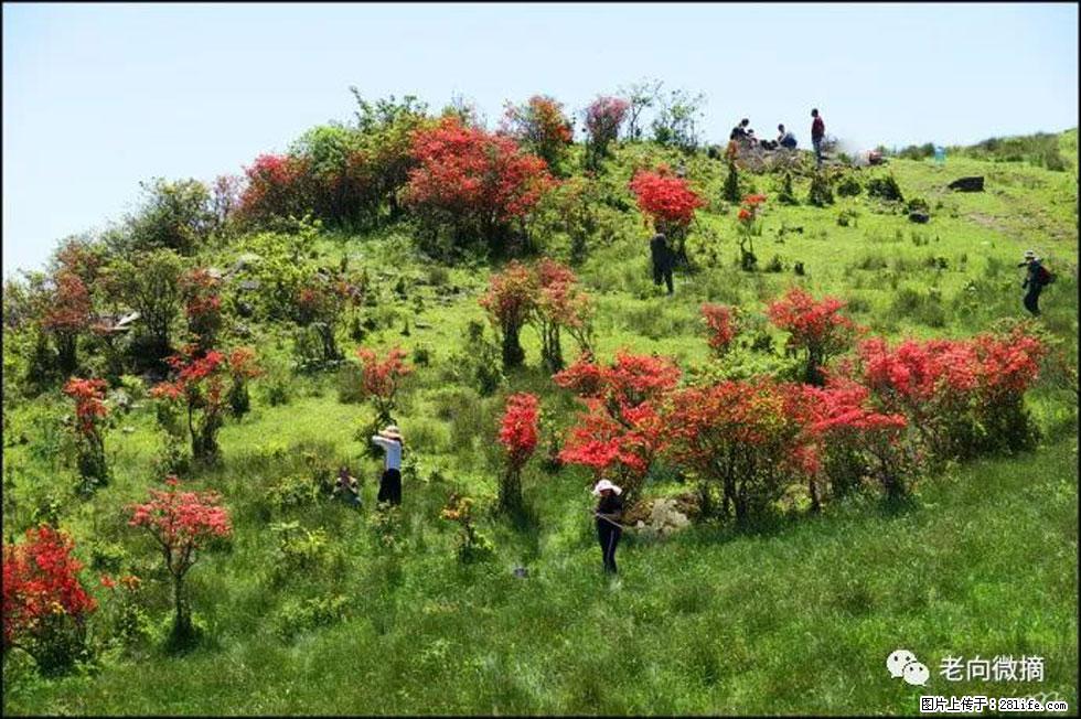 【春天，广西桂林灌阳县向您发出邀请！】宝盖山上映山红 - 游山玩水 - 丹东生活社区 - 丹东28生活网 dandong.28life.net