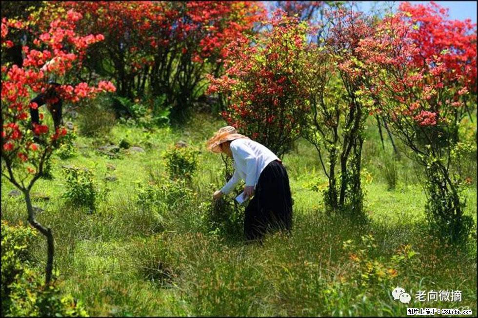 【春天，广西桂林灌阳县向您发出邀请！】宝盖山上映山红 - 游山玩水 - 丹东生活社区 - 丹东28生活网 dandong.28life.net