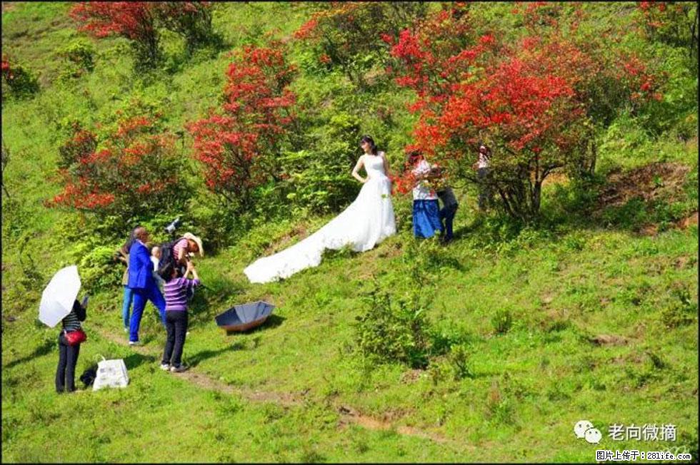 【春天，广西桂林灌阳县向您发出邀请！】宝盖山上映山红 - 游山玩水 - 丹东生活社区 - 丹东28生活网 dandong.28life.net