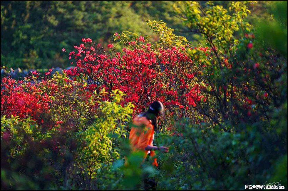 【春天，广西桂林灌阳县向您发出邀请！】春木界上映山红 - 游山玩水 - 丹东生活社区 - 丹东28生活网 dandong.28life.net