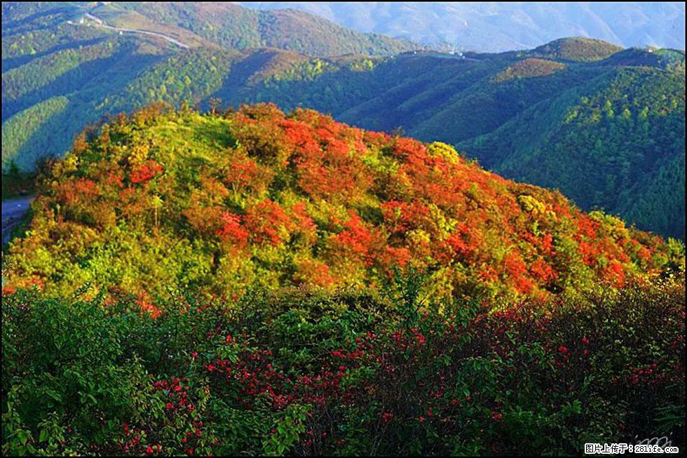 【春天，广西桂林灌阳县向您发出邀请！】春木界上映山红 - 游山玩水 - 丹东生活社区 - 丹东28生活网 dandong.28life.net