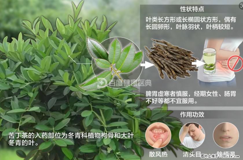 苦丁茶有哪些功效和作用 - 生活百科 - 丹东生活社区 - 丹东28生活网 dandong.28life.net