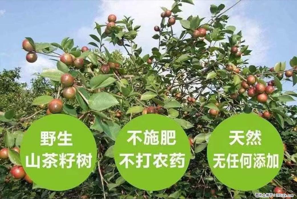 【灌阳县油茶产业示范区】一个有着充实的精神生活的人，对待身外之物自会有一种淡泊的态度 - 美食天地 - 丹东生活社区 - 丹东28生活网 dandong.28life.net