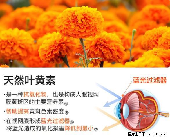 叶黄素有什么功效和作用 - 生活百科 - 丹东生活社区 - 丹东28生活网 dandong.28life.net