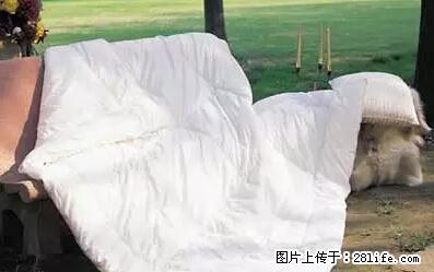 被子有异味？只要这样做，比晒太阳还强100倍！ - 家居生活 - 丹东生活社区 - 丹东28生活网 dandong.28life.net