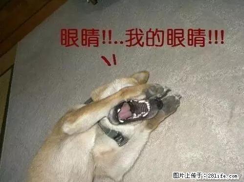 笑癫了！一女的怀孕三年未生，他终于忍不住了... - 娱乐八卦 - 丹东生活社区 - 丹东28生活网 dandong.28life.net