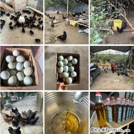 油茶园从小鸡仔开始养起的纯土鸡、土鸡蛋可以预定啦！还有前几天刚榨的纯山茶油哦 - 美食天地 - 丹东生活社区 - 丹东28生活网 dandong.28life.net