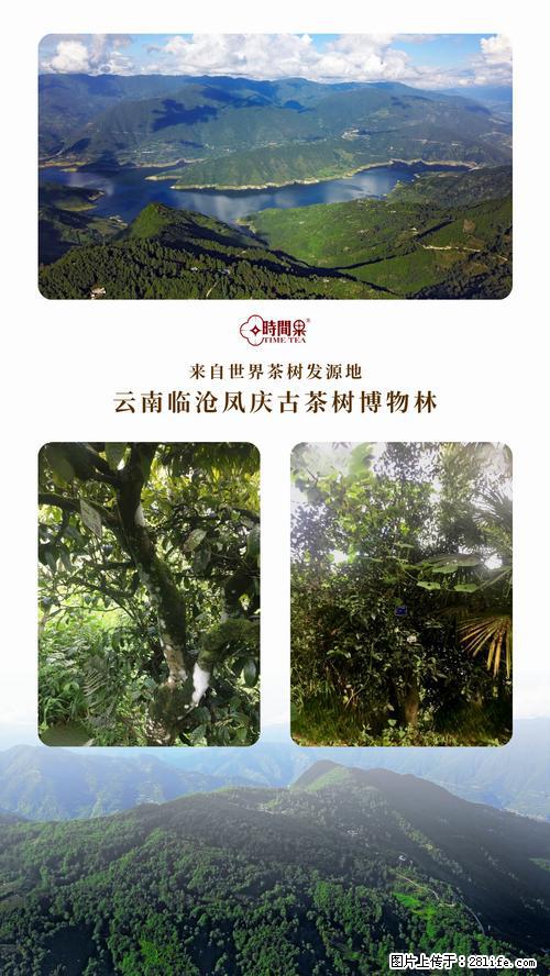时间果百年古树2025年春红茶 - 购物交流 - 丹东生活社区 - 丹东28生活网 dandong.28life.net