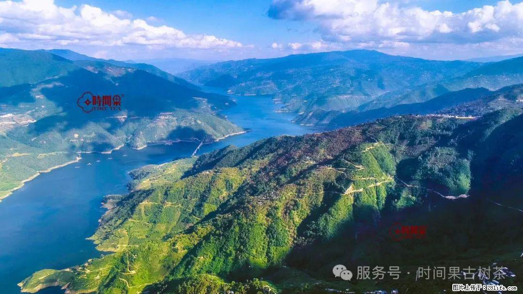 时间果百年古树龙珠普洱生茶 - 购物交流 - 丹东生活社区 - 丹东28生活网 dandong.28life.net