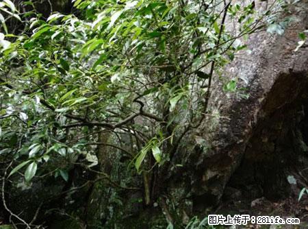 平乐石崖茶，珍贵仅次于金花茶 - 丹东生活资讯 - 丹东28生活网 dandong.28life.net
