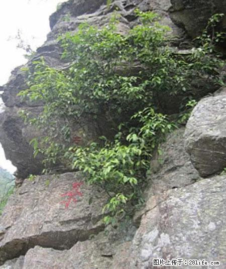 平乐石崖茶，珍贵仅次于金花茶 - 丹东生活资讯 - 丹东28生活网 dandong.28life.net
