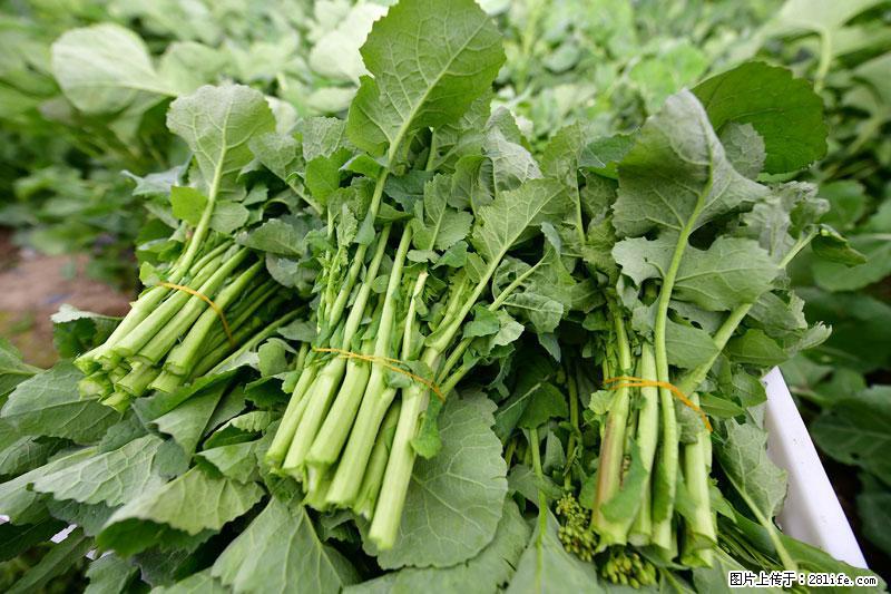这些蔬菜是“天然钙片”，这6种被医生重点推荐 - 丹东生活资讯 - 丹东28生活网 dandong.28life.net